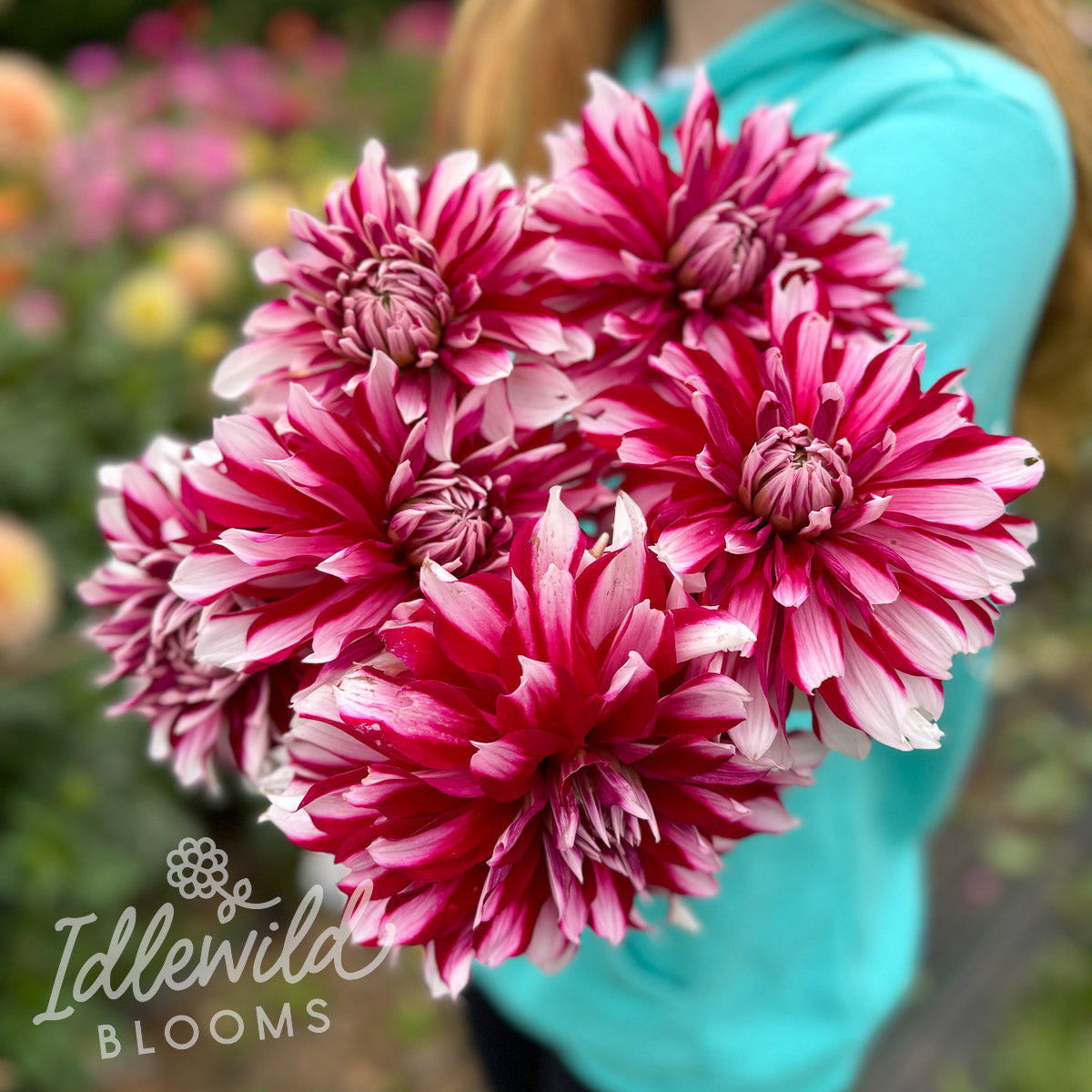 AC Fernando Dahlia Tuber | AC Fernando Flower Bulb & Information