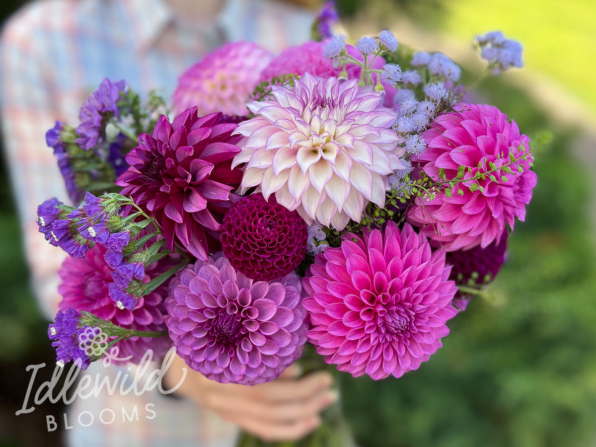 Adopt and Name a Dahlia – Idlewild Blooms