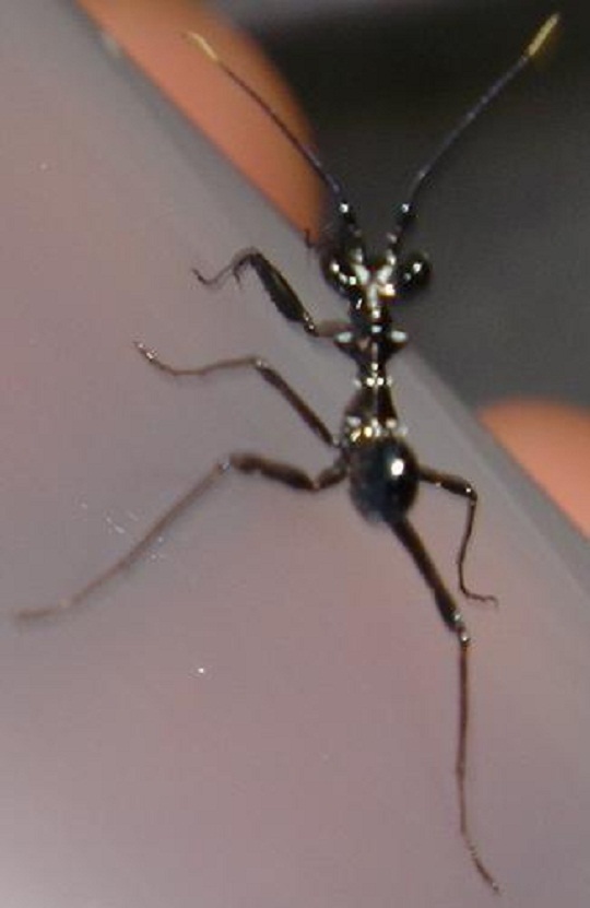 アフリカメダマカマキリ | 萌萌虫雑記帳