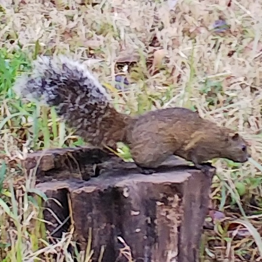 タイワンリス | 萌萌虫雑記帳