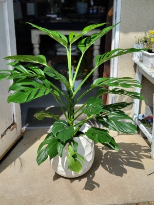 新品種モンステラ【ジェイドウィング】入荷致しました | H a n a G