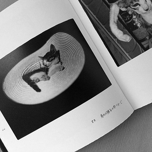 Afterword」～深瀬昌久が愛した猫 | Interior