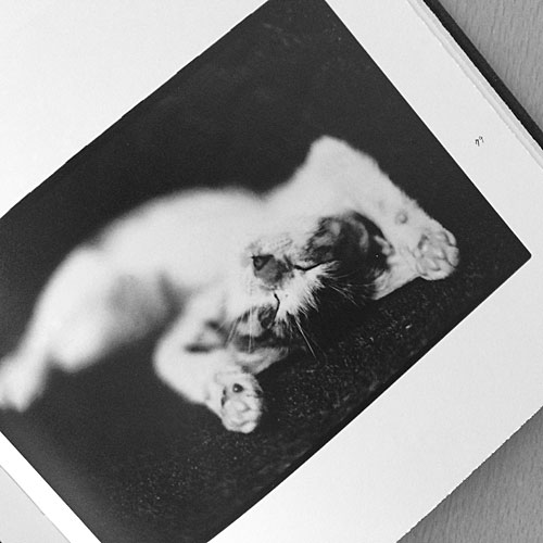 深瀬昌久 afterwordサスケ写真集 猫 2016年 初版限定900部 Amazon.co