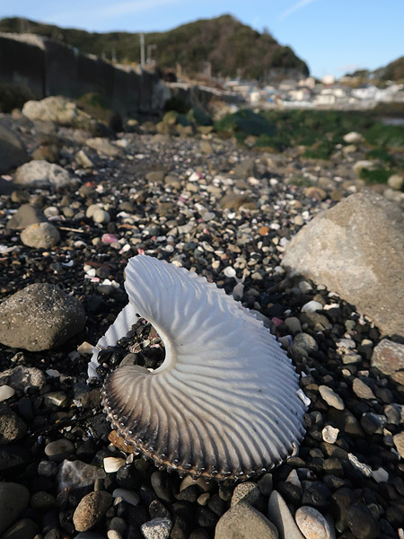 貝殻 標本 チリメンアオイガイ 貝標本チリメンアオイガイ（小型サイズ）