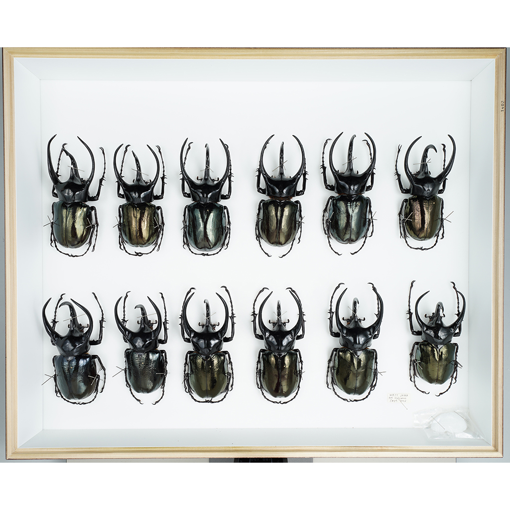 九大博物館 | コーカサスオオカブト (コガネムシ科) Coleoptera