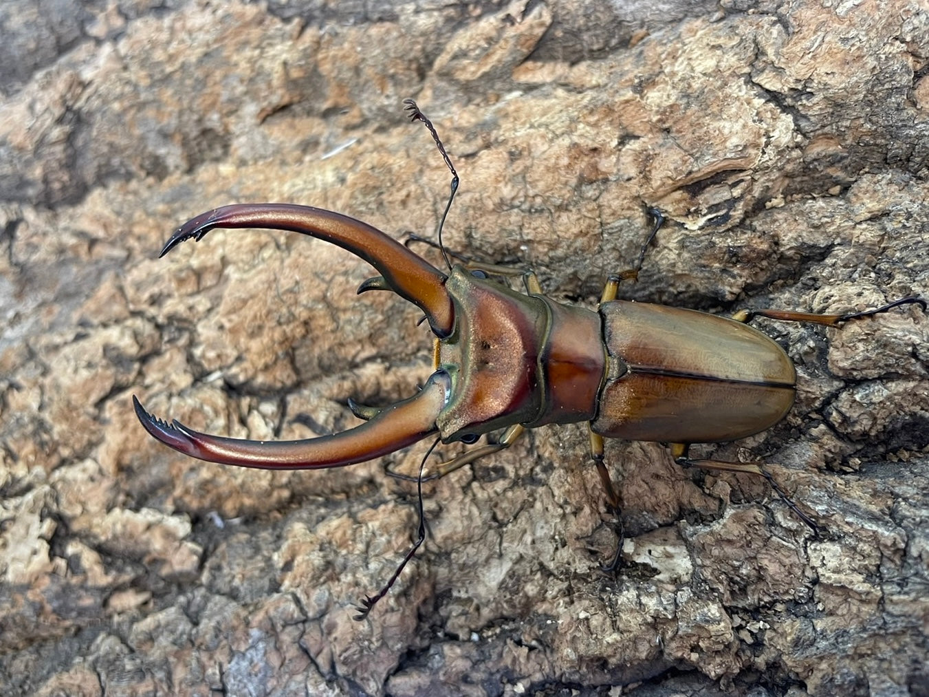 WD】トゥルンカートゥスホソアカクワガタ – INSECT SHOP KMY