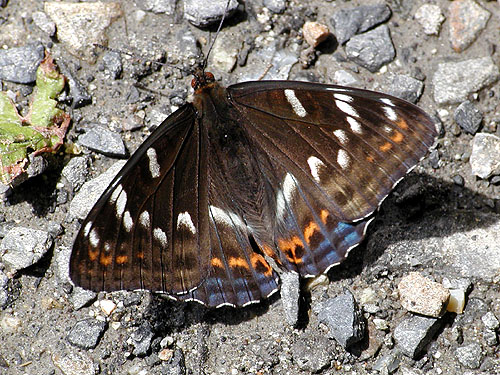 オオイチモンジ