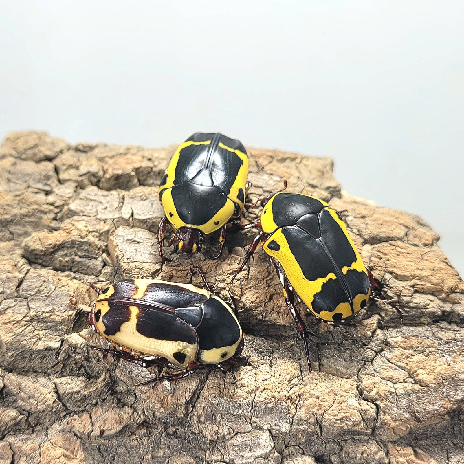 Pachnoda sinuata flaviventris – James' Beetle Farm