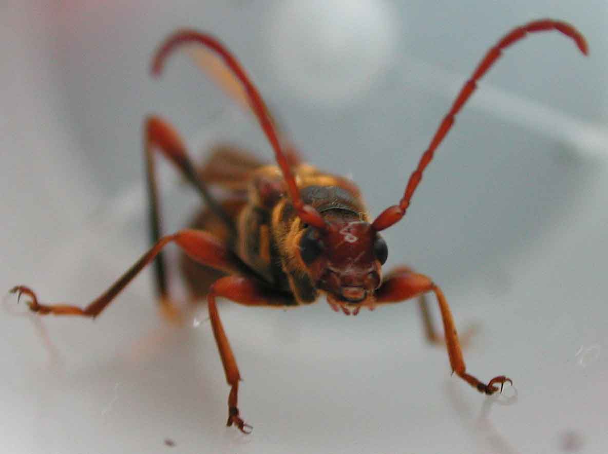 カミキリムシ（日本産カミキリ970種写真公開）