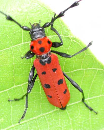 カミキリムシ（日本産カミキリ千種写真公開）