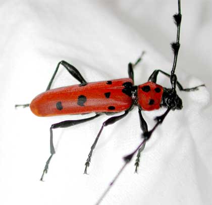 カミキリムシ（日本産カミキリ970種写真公開）