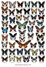 六本脚ニュース