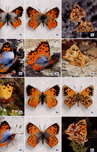 アフリカの蝶類 関連書籍