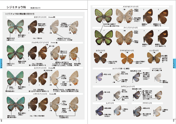 完本 北海道蝶類図鑑