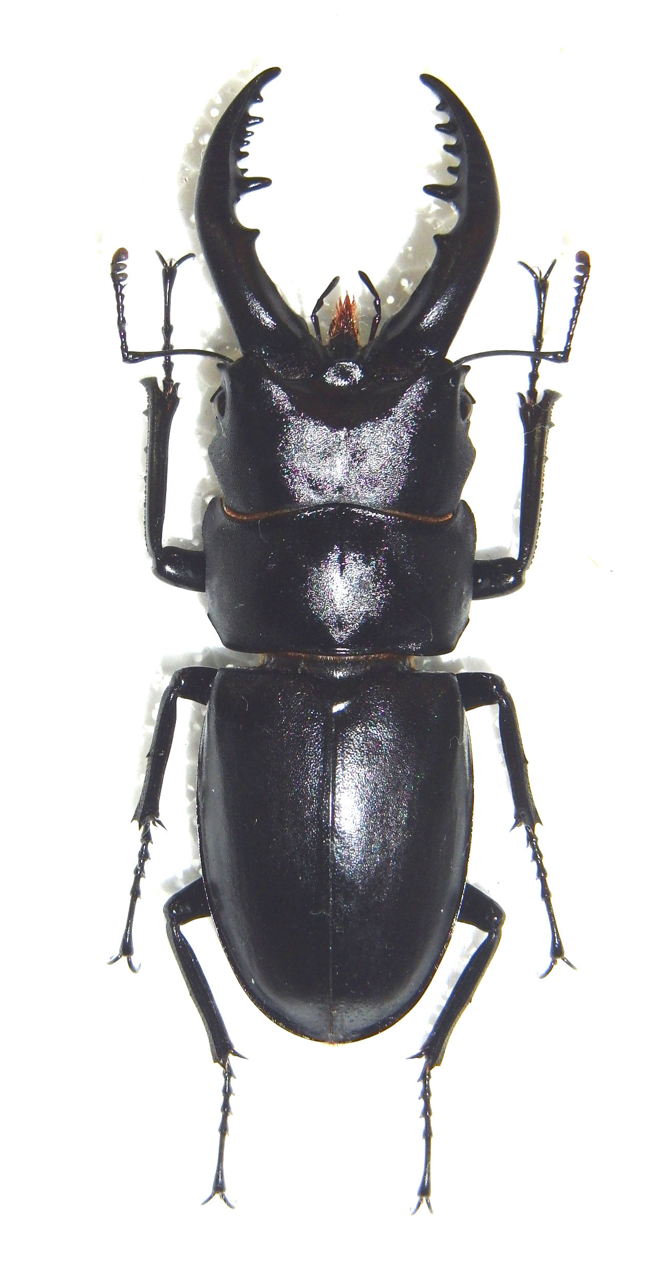 今日の昆虫318（ハチジョウノコギリクワガタ） : 今日の昆虫