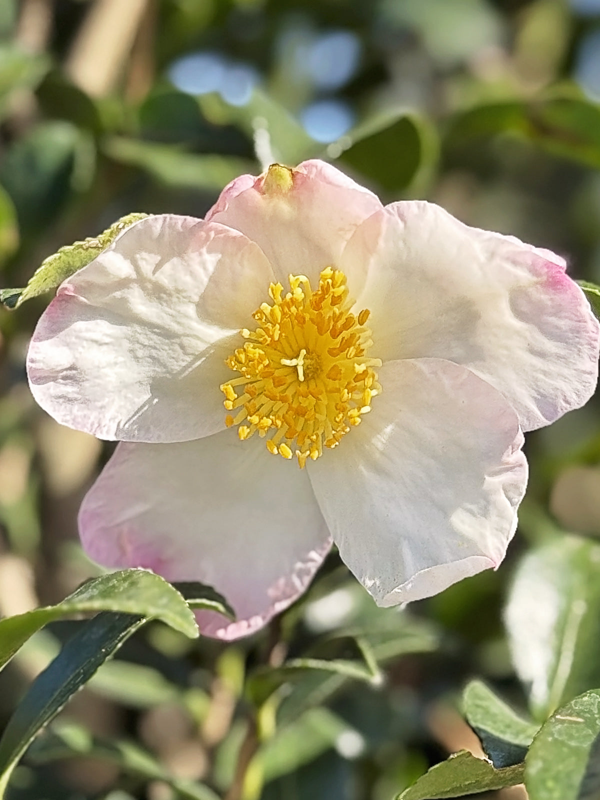 Camellia Sasanqua - Setsugekka – Plant Me Green