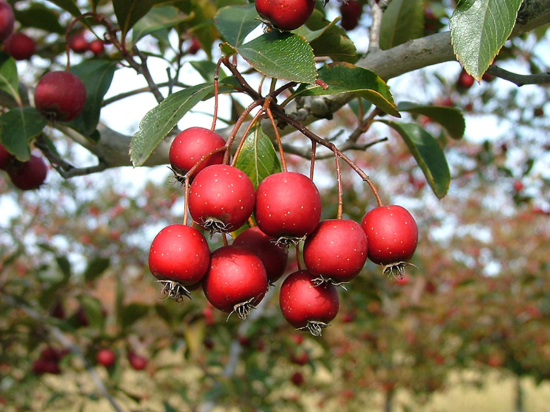 Crusader Cockspur Hawthorn (Crataegus crus-galli 'Cruzam') in