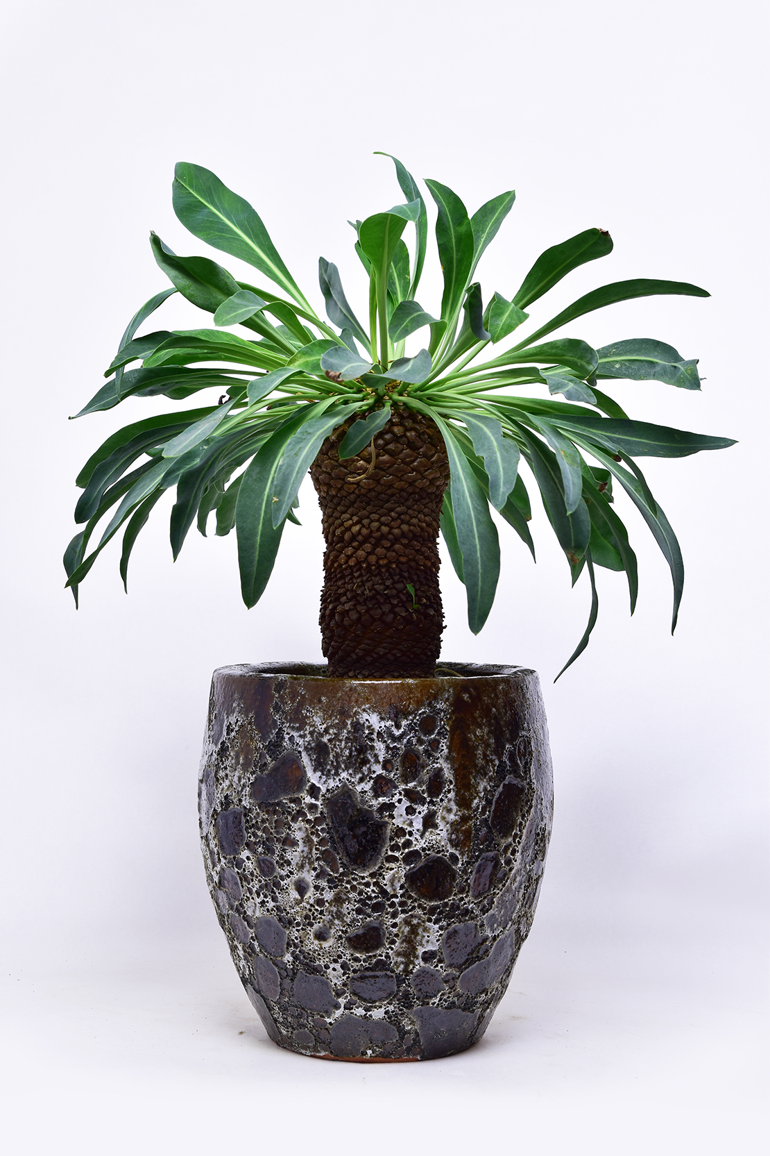 ユーフォルビア 鉄甲丸 | 叢 – くさむら – Qusamura