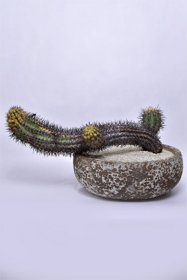 コピアポア 舞竜丸 | 叢 – くさむら – Qusamura