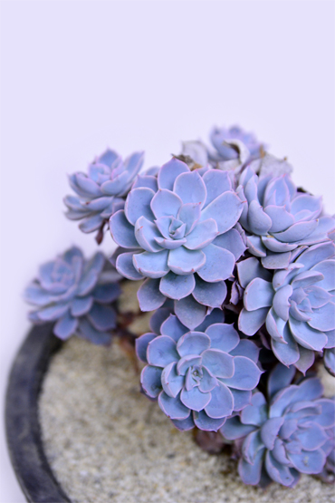 エケベリア サブセシリス | 叢 – くさむら – Qusamura