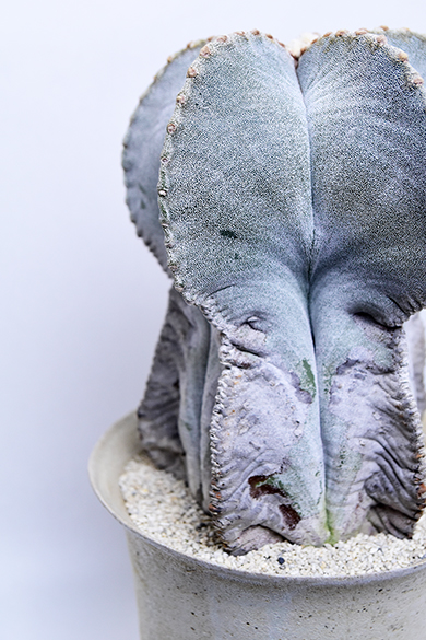 アストロフィツム 鸞鳳玉ストロンギロゴナム | 叢 – くさむら – Qusamura