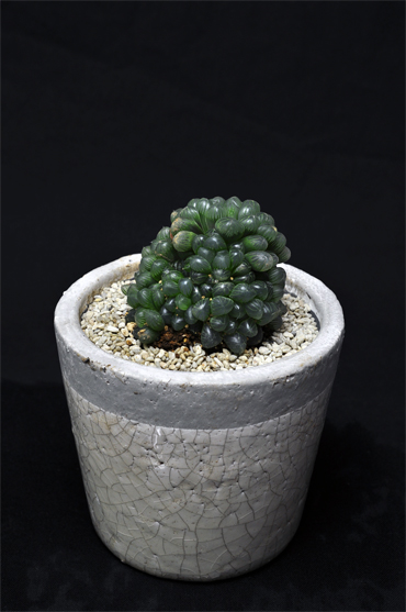 ハオルチア 雫石 | 叢 – くさむら – Qusamura