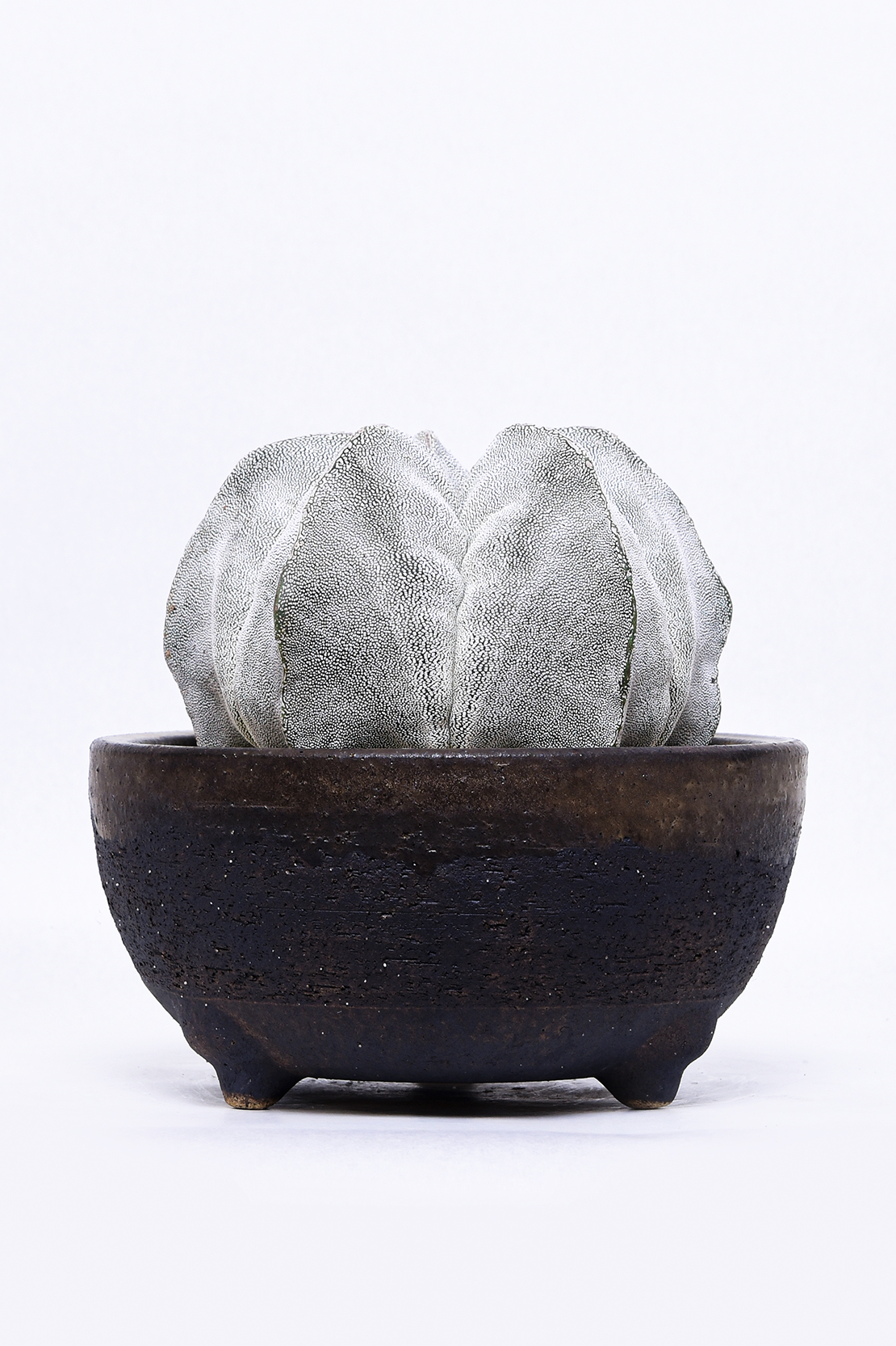 アストロフィツム 恩塚鸞鳳玉ストロンギロゴナム | 叢 – くさむら