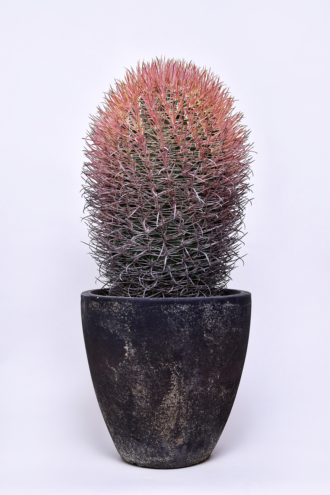 フェロカクタス 赤刺金冠竜 | 叢 – くさむら – Qusamura