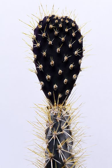 オプンチア ガラパゴス団扇 | 叢 – くさむら – Qusamura