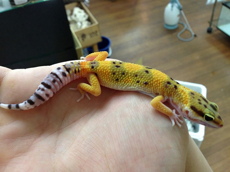 レオパ、フトアゴ入荷です！ | カメレオン 宝塚市 爬虫類 ハ虫類