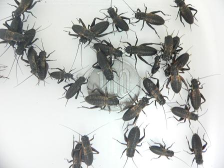 CANDLE(キャンドル) / クロコオロギ・Sサイズ100+20匹