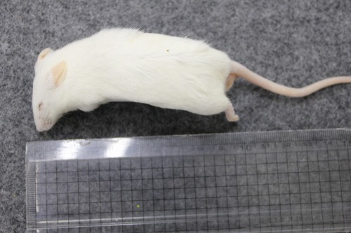 CANDLE(キャンドル) / 冷凍マウス・リタイア