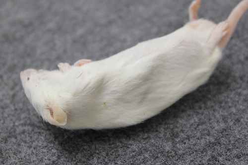 CANDLE(キャンドル) / 冷凍マウス・リタイア