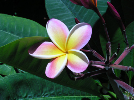 プルメリア Plumeria キョウチクトウ科（Apocynaceae）
