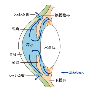 狭隅角・閉塞隅角緑内障-さわだ眼科・なかもず駅前の眼科