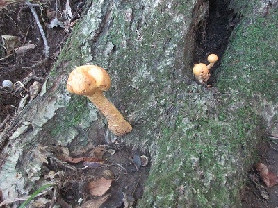 ふぐ毒さん専用 新潟の食用キノコ、きのこの森の歩き方、秋田山菜の山