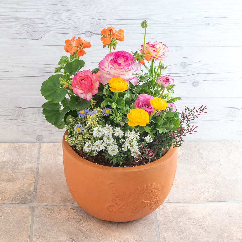 季節の寄せ植え 「ナチュラルガーデングランデ」 | 花・花束を贈る