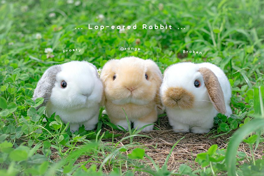 吉徳 ロップイヤー – 日本の老舗通販．net