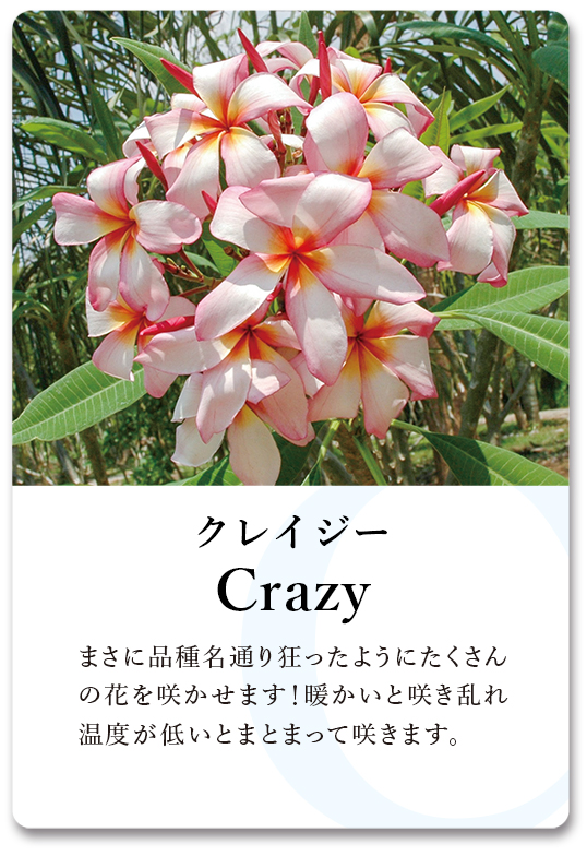 PLUMERIA GUIDE＜プルメリア図鑑＞ | サイタマ プルメリアフェスティバル