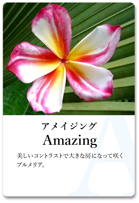 PLUMERIA GUIDE＜プルメリア図鑑＞ | サイタマ プルメリアフェスティバル