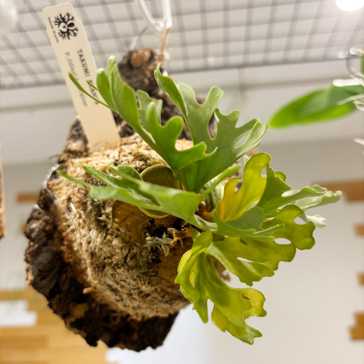 コウモリラン】小型｜ビカクシダ・リドレイ・ドワーフシルバー コルク