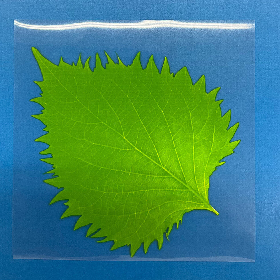 島田昌 新鮮生シート 4101 大葉 小(1000枚) – 株式会社 島田昌