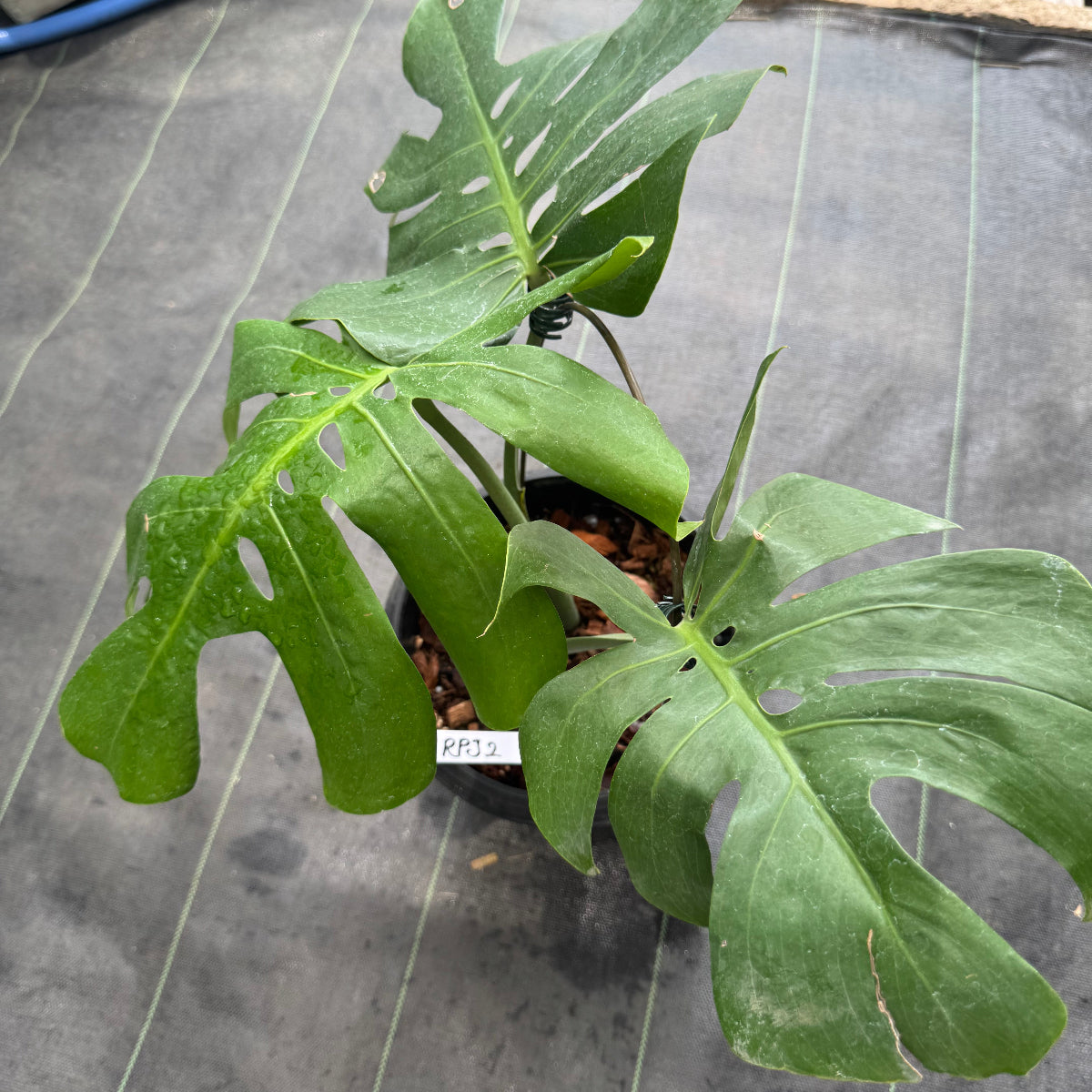 モンステラ デリシオーサ 'マクロコズム' – RARE PLANTS JAPAN (レア