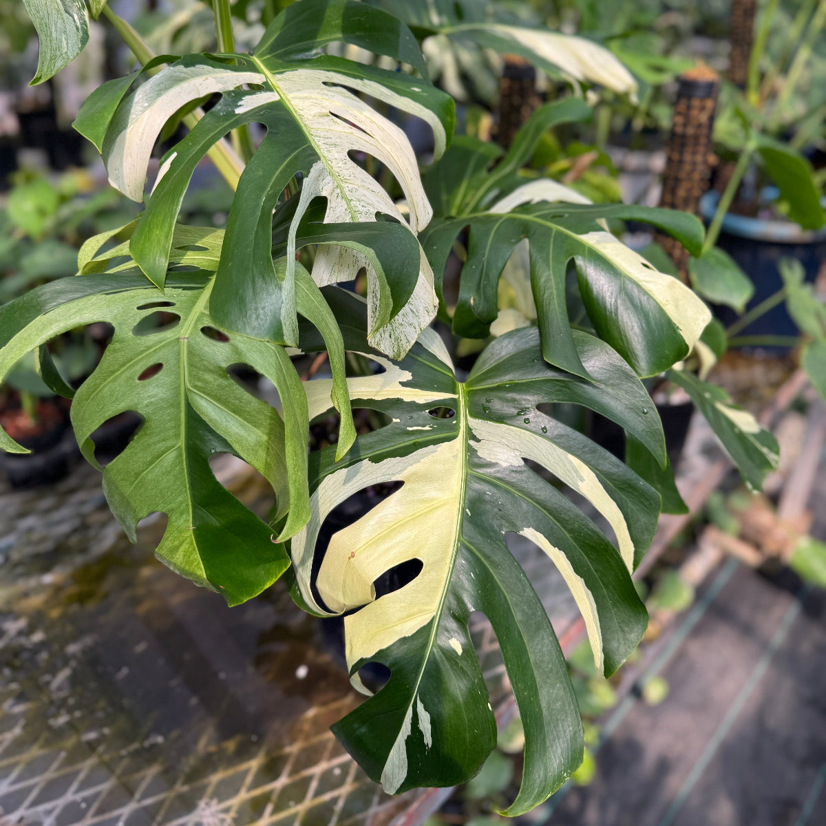 モンステラ ミント 斑入り 限定2株/シロウト園芸選抜】モンステラ