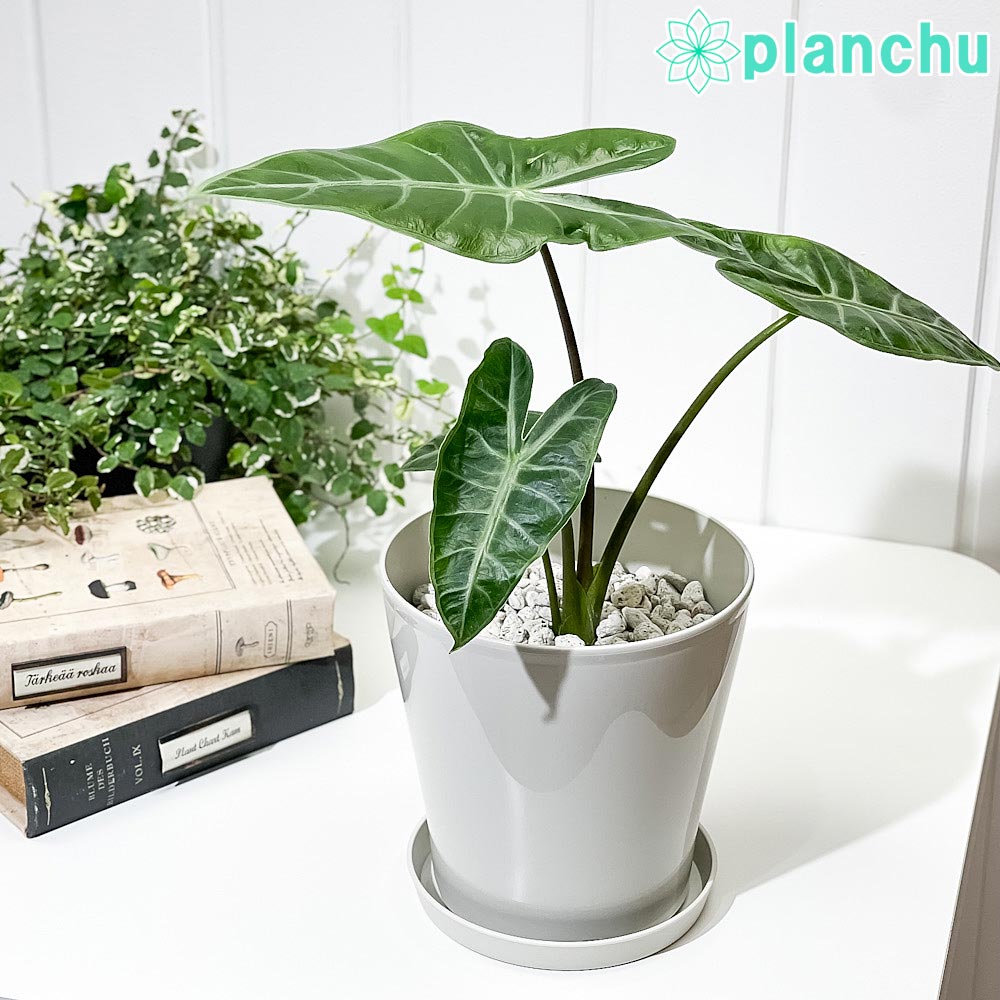 PLANCHU 観葉植物 アロカシア ロンギロバ 5号鉢 受け皿付き 育て方説明