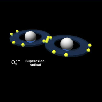 Content Background: Production of Oxygen Radicals by