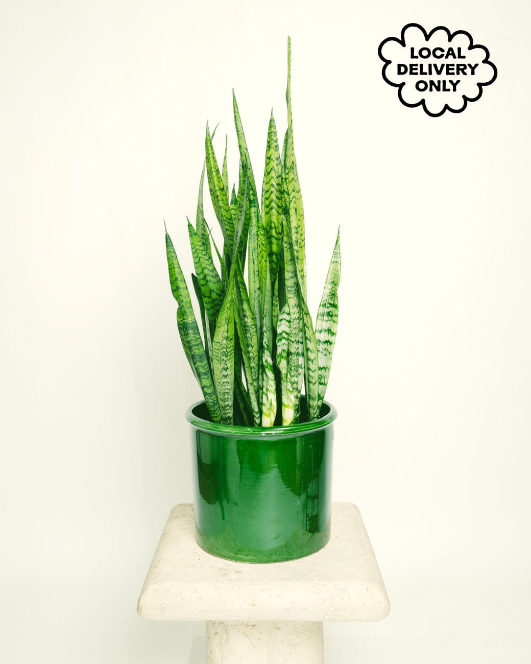 Sansevieria Zeylanica – Tula House