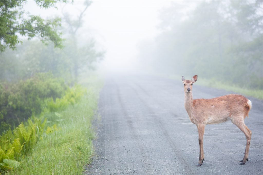 霧の森の使者」 / Messenger in the misty forest | 物語へと続く1ページ