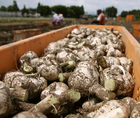 ゆうき青森農業協同組合（東北町）｜スペシャリスト|協同組合青森県黒