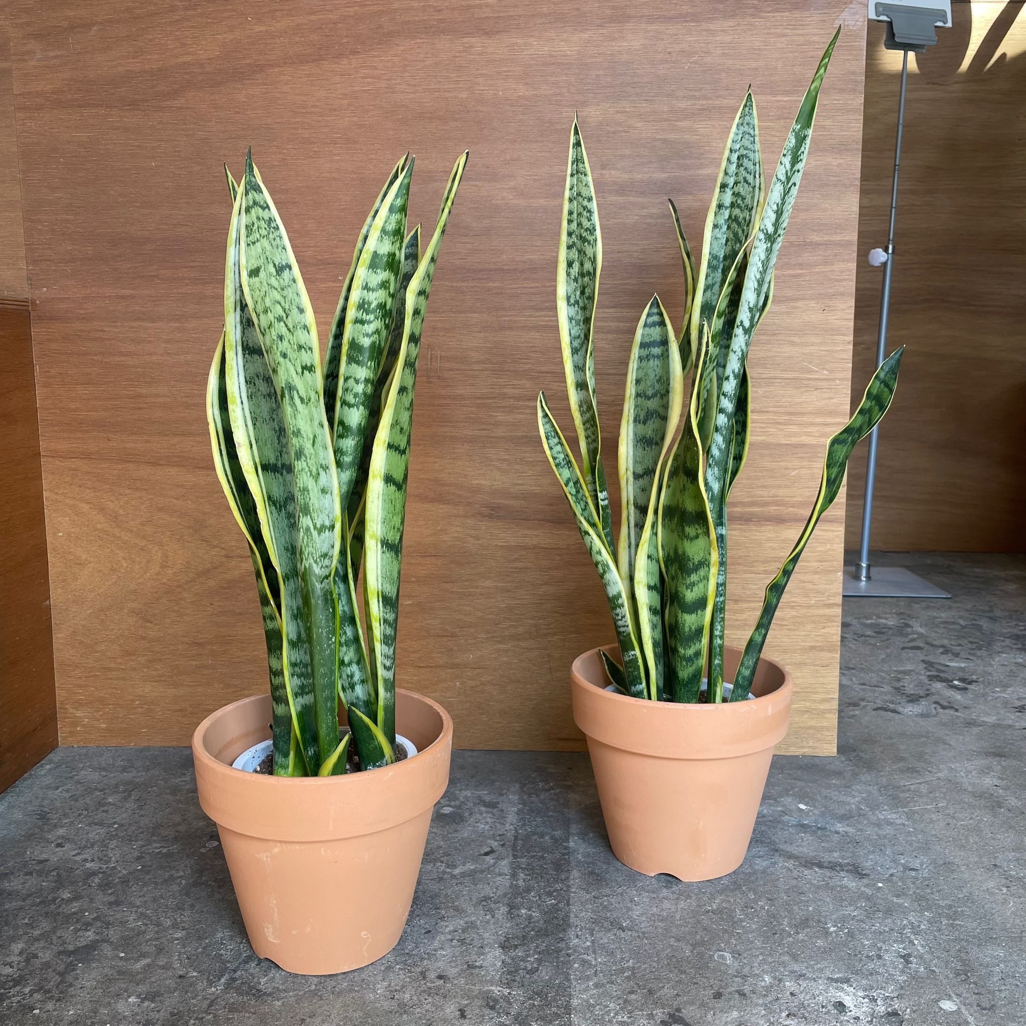 ThePlantSociety_394.jpg?v=